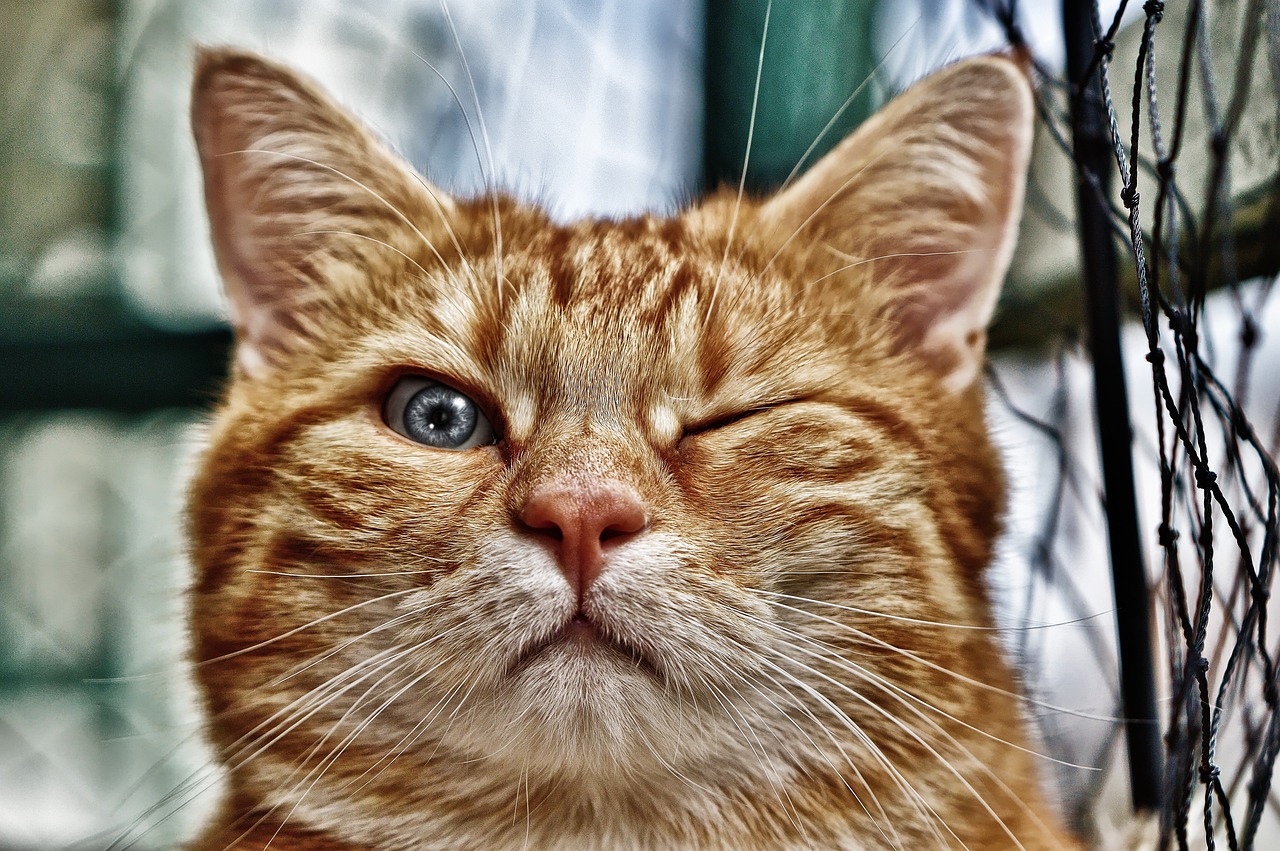 Rote Katze, die das rechte Auge zukneift; zwinkert