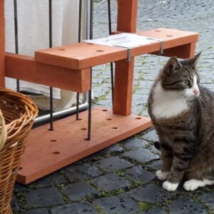 Besuch von der Standkatze bei Altstadt Pur 19.6.2016 - Altstadt Pur