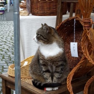 Altstadt Pur - Besuch von einer Nachbarskatze Katze auf stuhl bei Altstadt Pur in Ortenberg