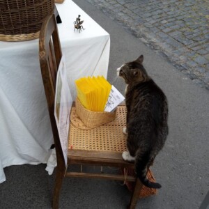 Besuche von einer Samtpfote Besuch von einer Samtpfote