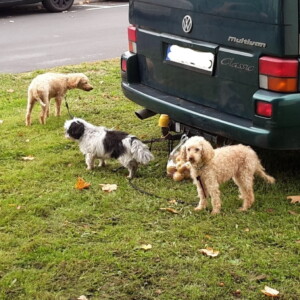 Hundeparkplatz