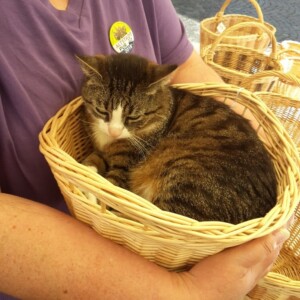 Katze in einem Korb bei Altstadt Pur