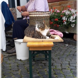 Altstadt Pur - Flechtvorführung und Katze schaut interessiert zu