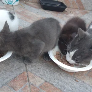 Korsika ohne Katzen geht nicht Korsika ohne Katzen geht nicht.