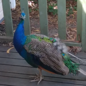 Nur mal kurz schauen wer ihr seid Pfau zu Besuch auf der Terrasse