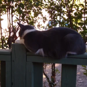 Mal eine Runde entspannen Katzenmama wartet bei uns