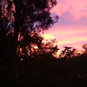 Sonnenaufgang Eukalyptusbaum im Sonnenaufgang