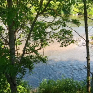 Ein Blick auf die Mosel durch das Buschwerk