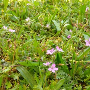 Blumen auf einer Wiese