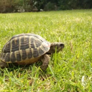 Landschildkröte läuft über Rasen