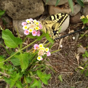 Schmetterling an einer Blume