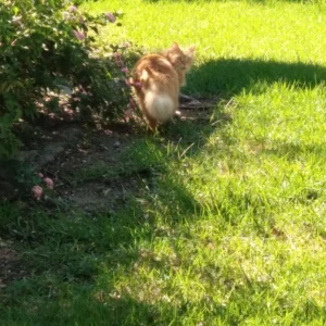 Katze im Garten