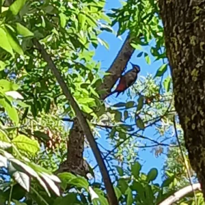 Buntspecht hämmert hinter der Unterkunft am Baum