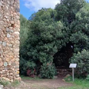 Ruine der alten Schäferhütte und im Hintergrund der 1000 jährige Pistazienbaum