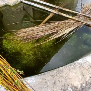 Rencontres autour du Saule - Bouxurulles (F)