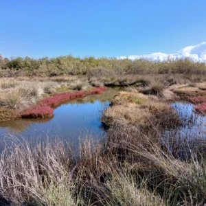 Flacher Sumpf mit Wasserflächen, umgeben von trockenem und rotem Schilf unter blauem Himmel mit Wolken.