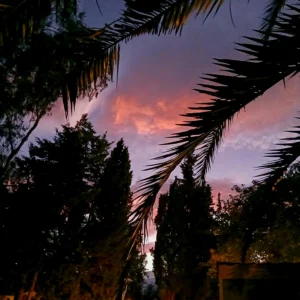 Blick durch Palmenblätter und Bäume auf einen Abendhimmel mit rosa und violetten Wolken auf Korsika.
