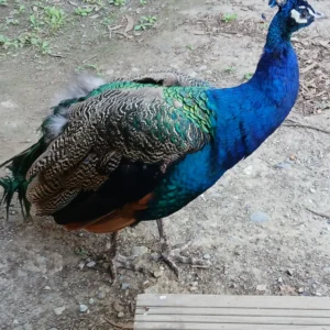 Pfau mit blau-grün schimmerndem Gefieder steht auf erdigem Boden neben einer Holztreppe.