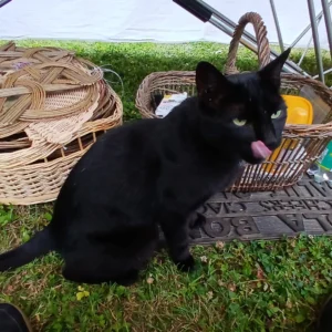 Eine schwarze Katze sitzt auf einer Wiese im Schatten und leckt sich mit der Zunge über das Maul, im Hintergrund stehen geflochtene Körbe.